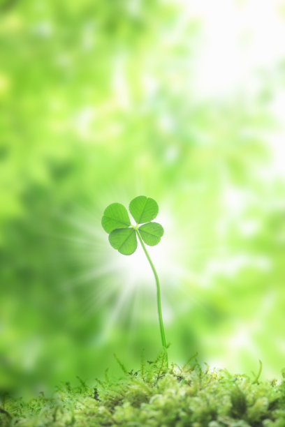 一种无机双组分液体发泡充填防灭火材料及其制备方法的研发